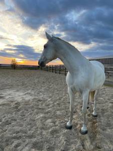 Magnifique jument pre 11 ans lignée lovera