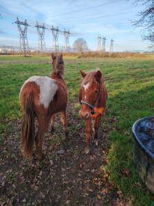 Poney petit c