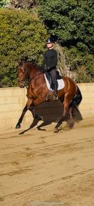 Pre hongre 5 ans dressage 