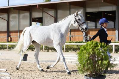 PONY IN VENDITA