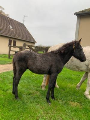 PONEY CONNEMARA DE 1 AN