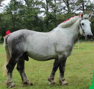 Drageur du caroi  : vend étalon percheron 