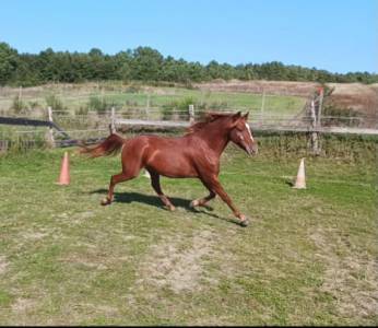 Poney d très bon potentiel 