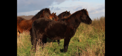 Pouliche dartmoor 3 ans