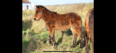 Foal dartmoor 2024