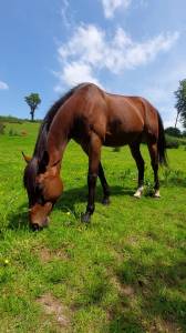 Cheval pur sang à vendre