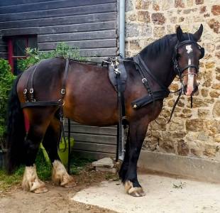 Cob normand noir 14 ans  attelé monté