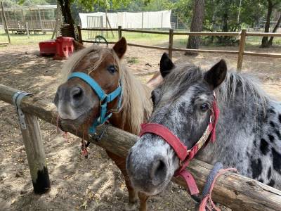 Poneys de loisirs a louer