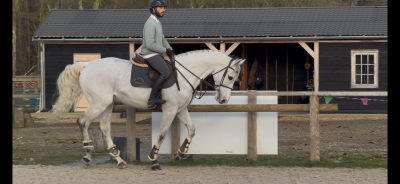 Hongre 11 ans z amateur polyvalent cso 