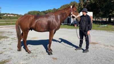 Pur sang de 7 ans à vendre 