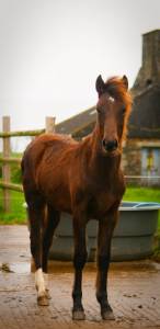 Superbe pouliche new forest de croisement