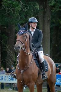 Cheval de sport cso/hunter