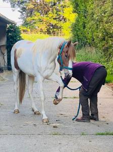 Mâle/hongre PFS 2 ans pie