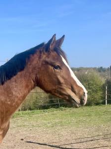 Jument 2 ans x zirocco blue 