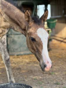 Yearling akhal teke par matsav shael