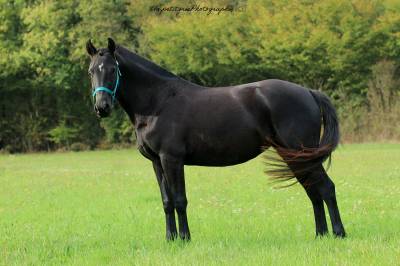 Ponette pfs de 4 ans à louer