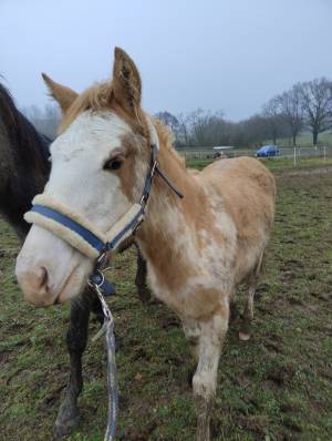 Pouliche alezan pie tobiano