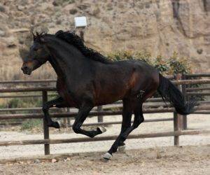 Siroco: magnifique cheval baroque. super mouvements 