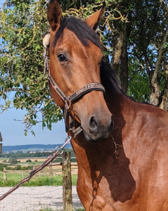 Poulain, 3 ans, bai; sf, toisera 1.68 -1.72