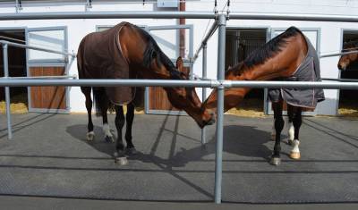 Technical horse, revêtement caoutchouc pour chevaux