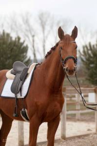 Hongre - hanovrien - 5 ans - dressage 