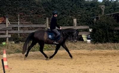 Deux supers chevaux à vendre chez l’élevage du mas du r