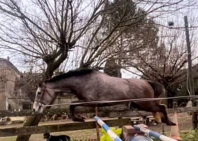 Deux supers chevaux à vendre chez l’élevage du mas du r