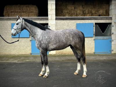 Hongris sf gris de 4 ans 