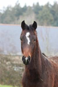 Selle français 2 ans par san muscadet/sir donnerhall