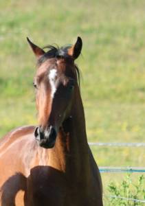Selle français 2 ans par san muscadet/sir donnerhall