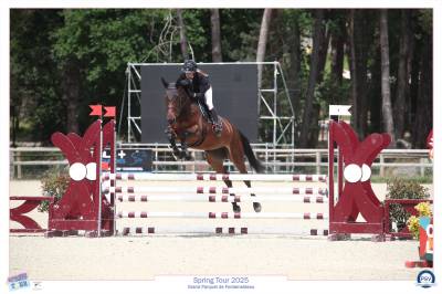 Cavalla sella francese in vendita 2021 baio ,  master van de helle (bel) sbs 1996