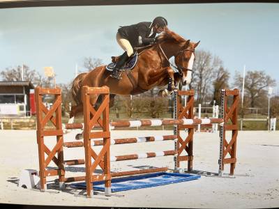 Vends hongre 7 ans - untouchable x airborne montecillo