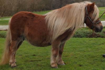 Ponette shetland suitée plein papiers