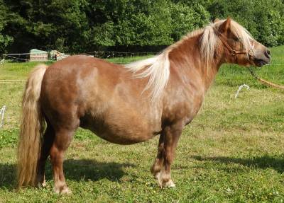 Ponette shetland suitée plein papiers