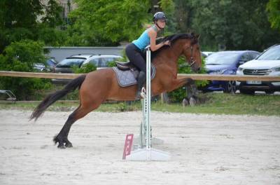 Vend jument espagnol loisir, dressage, travail à pied