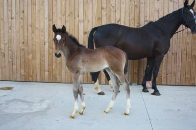 Magnifique pouliche sbs (dourkhan hero z x diarado)