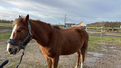 Ponette de club à vendre