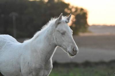 Pouliche quarter horse pp