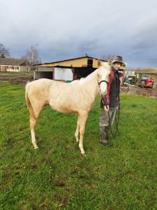 Pouliche paint horse