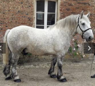 Gitan du loir percheron née 2016 