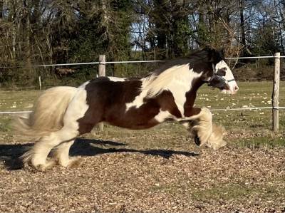 Superbe irish cob pp