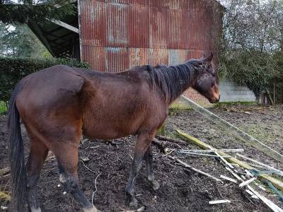 Vends cheval pur sang hongre né le 22/03/2014