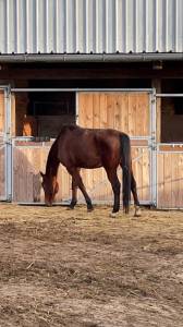 Cheval de compagnie/famille/loisir 