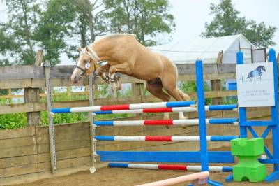 Poney de sport welsh cob