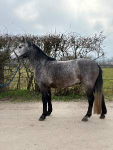 Poney connemara ideal enfant