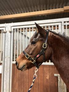 Poney connemara - facile 