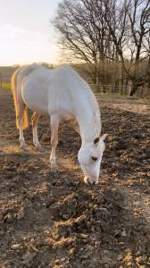 Poney c 139cm - 4 ans - prêt pour les 4 ans c