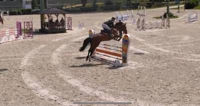 Jument sf par canturano x jarnac - 4 ans - 164 cm 