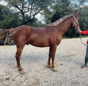 Poney de sport 3 ans new forest