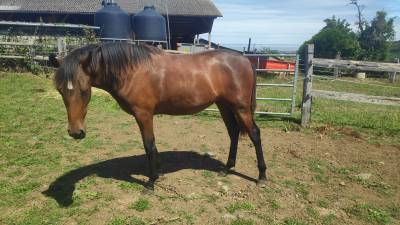Pouliche Pure Race Espagnole bai pearl